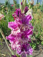 6 место - Коккино 467 Вацлавик,15-сп-сг.