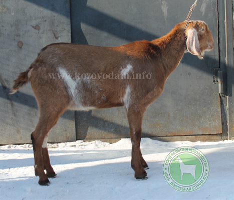 Рубин 1 любушка