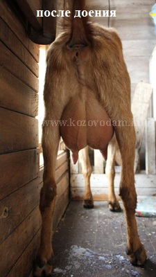 Несси 4 Екатеринаъ