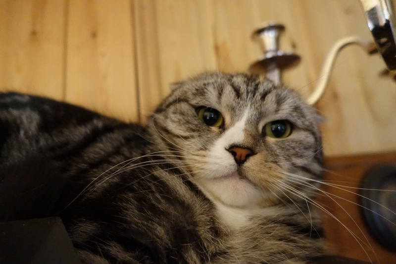 Дастер Дачная самоизоляция