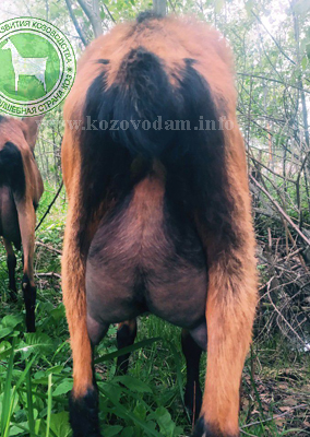 Чеша-Паулина 3 Ольжана