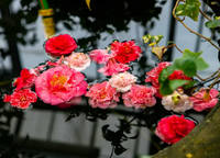 VFL.RU - ваш фотохостинг