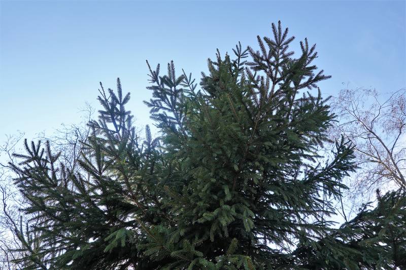 Весенняя дача Весенняя дача