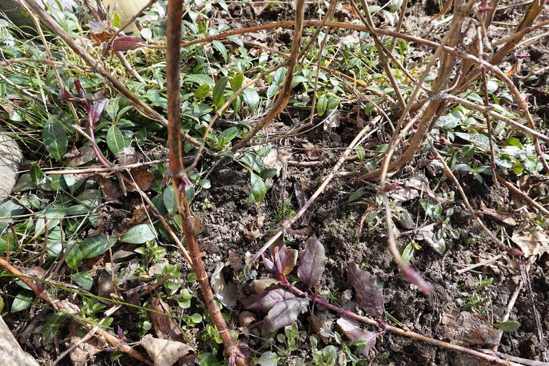 Весенняя дача Весенняя дача