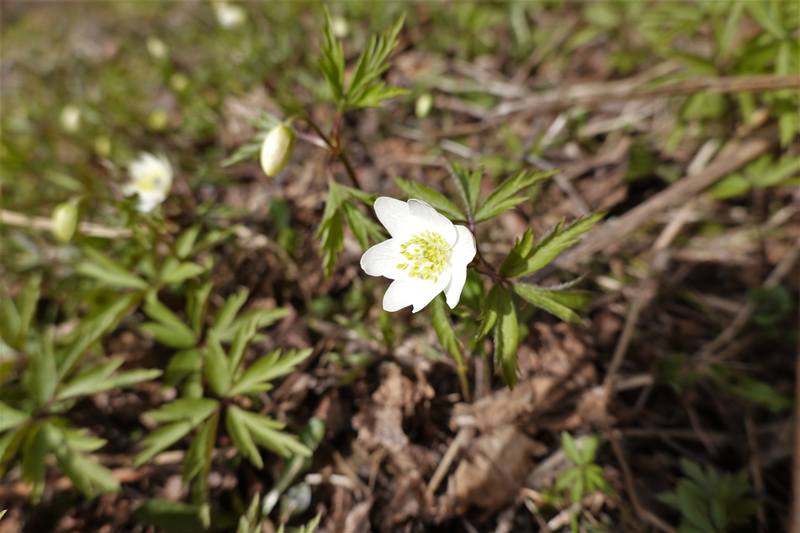 Весенняя дача Весенняя дача