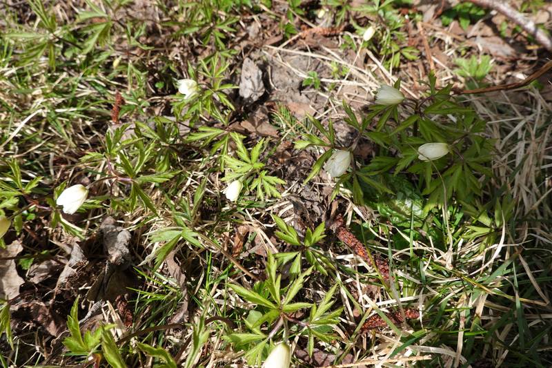 Весенняя дача Весенняя дача