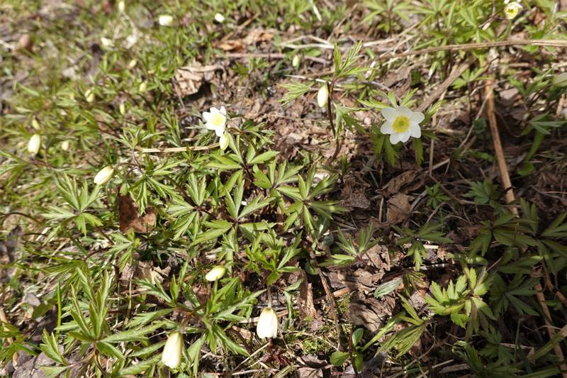 Весенняя дача Весенняя дача