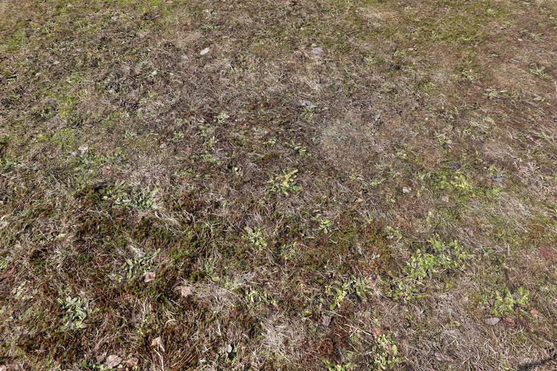 Весенняя дача Весенняя дача