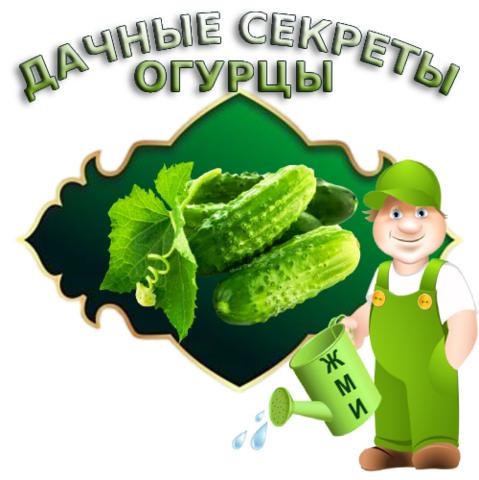 ФАЗЕНДА