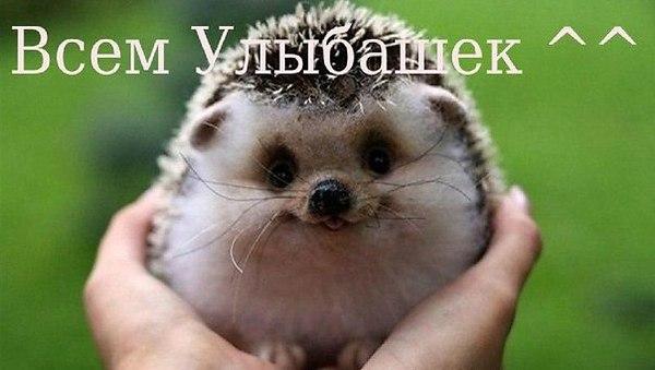 VFL.RU -  
