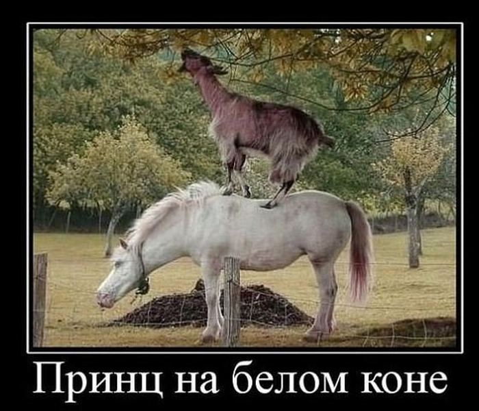 VFL.RU -  