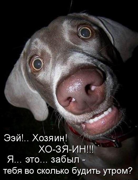 VFL.RU -  