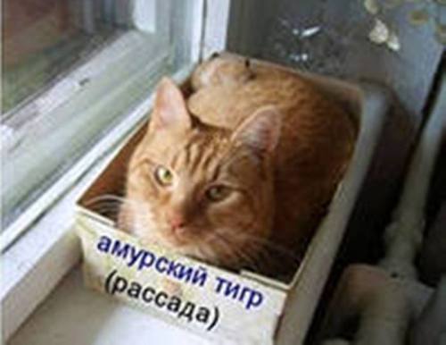 VFL.RU -  