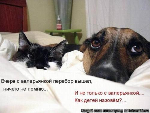 VFL.RU -  