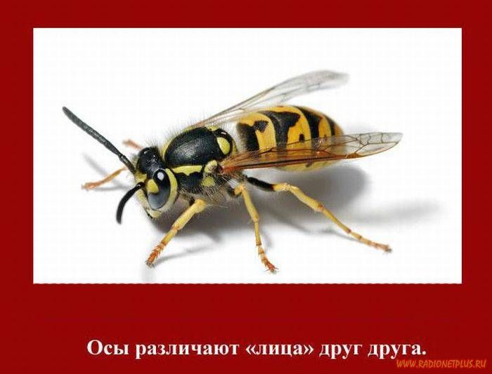 VFL.RU -  