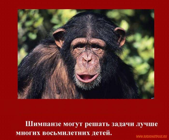 VFL.RU -  