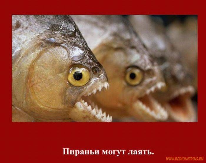 VFL.RU -  