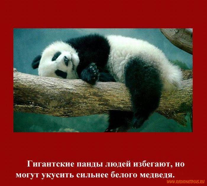 VFL.RU -  