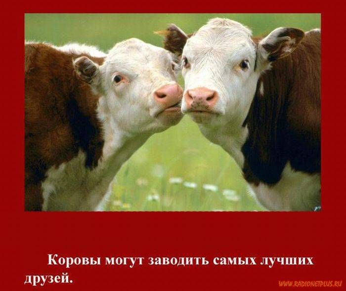VFL.RU -  