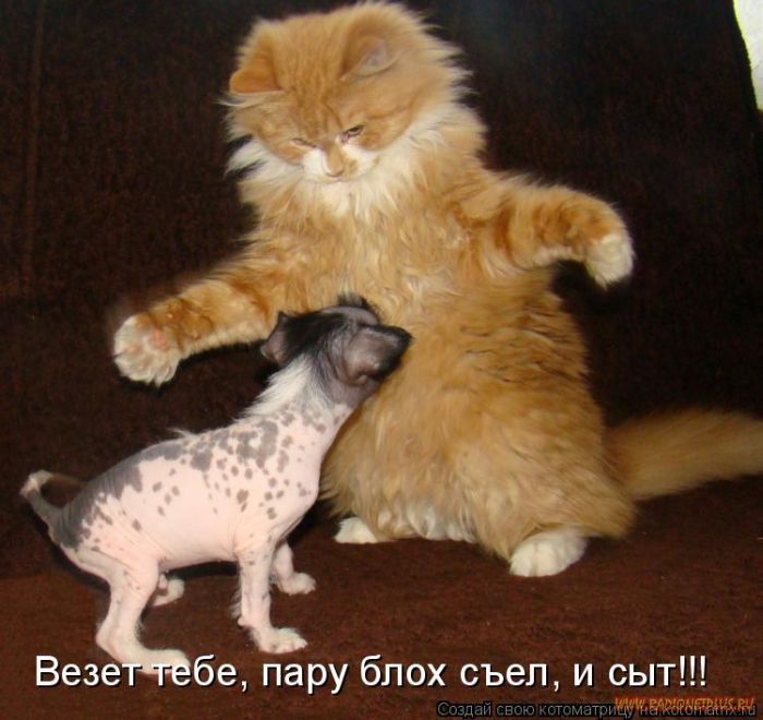 VFL.RU -  