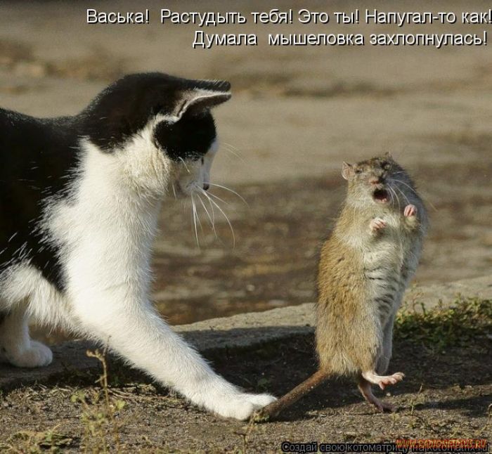 VFL.RU -  