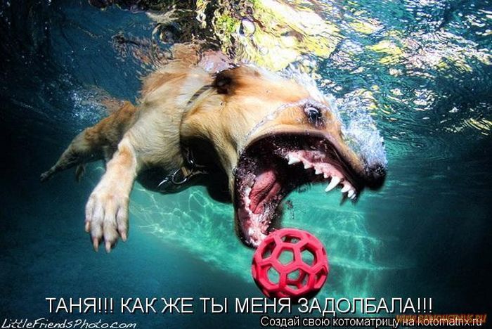 VFL.RU -  