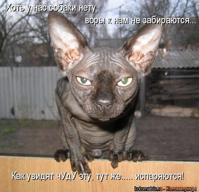 VFL.RU -  