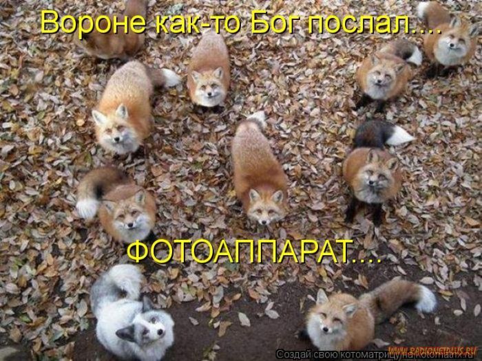 VFL.RU -  