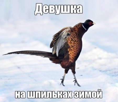 VFL.RU -  