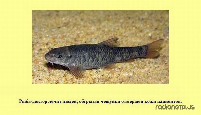 VFL.RU -  