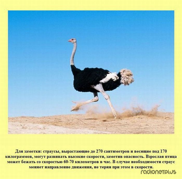 VFL.RU -  