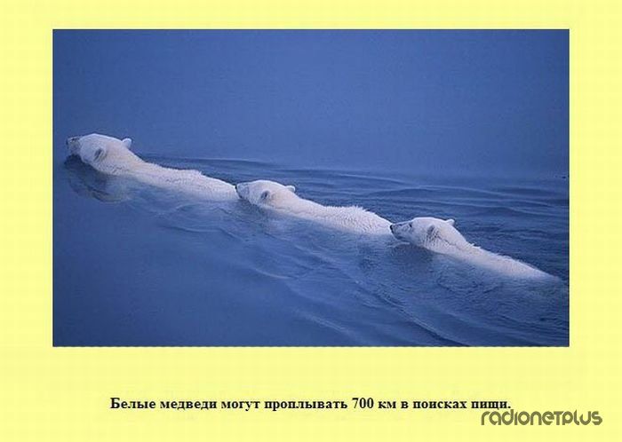 VFL.RU -  