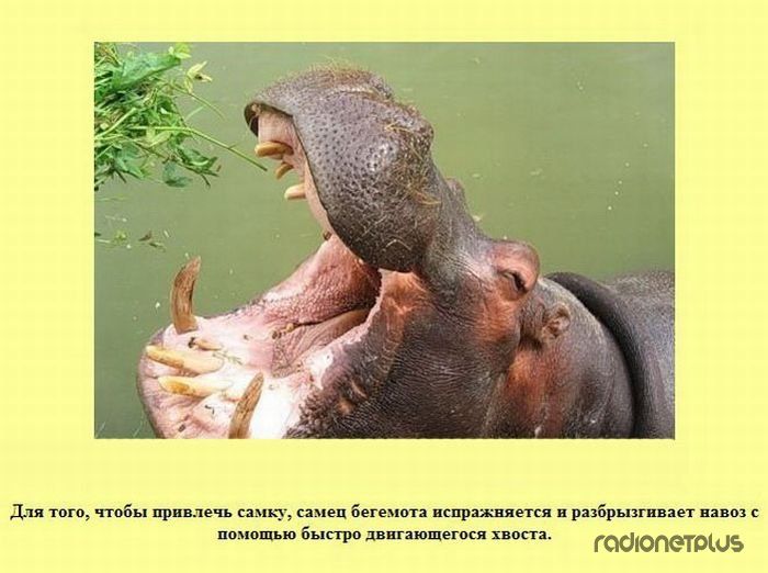VFL.RU -  