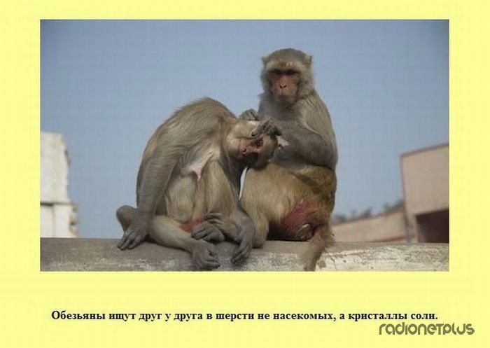 VFL.RU -  