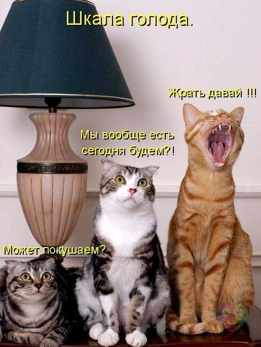 VFL.RU -  