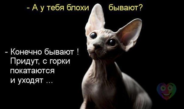VFL.RU -  