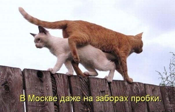 VFL.RU -  