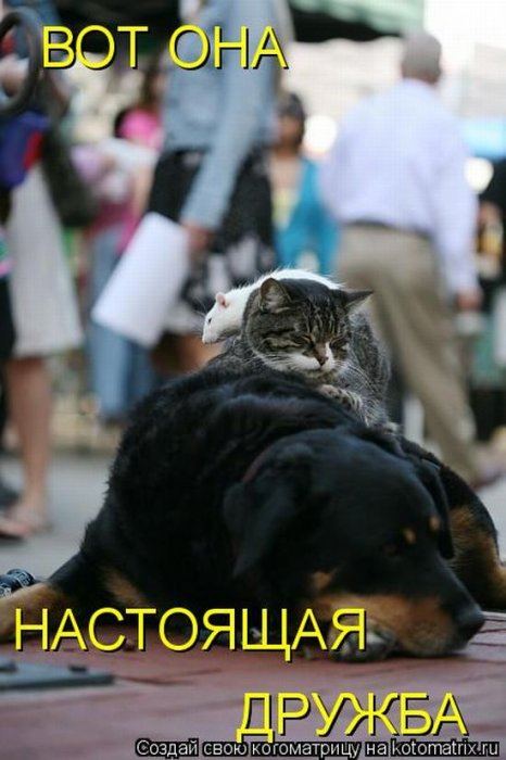 VFL.RU -  