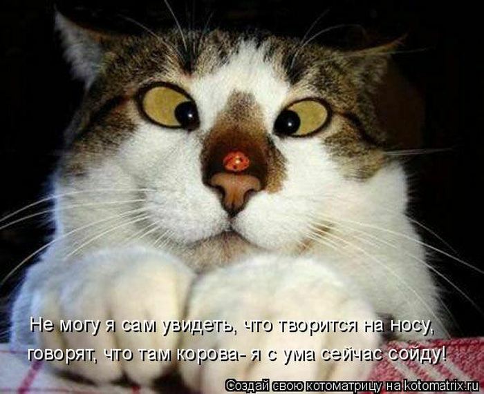 VFL.RU -  