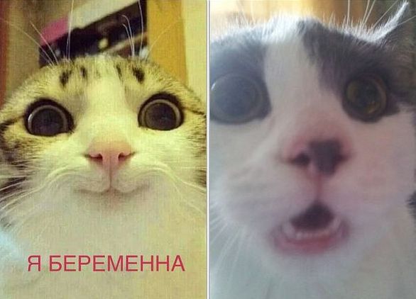 VFL.RU -  