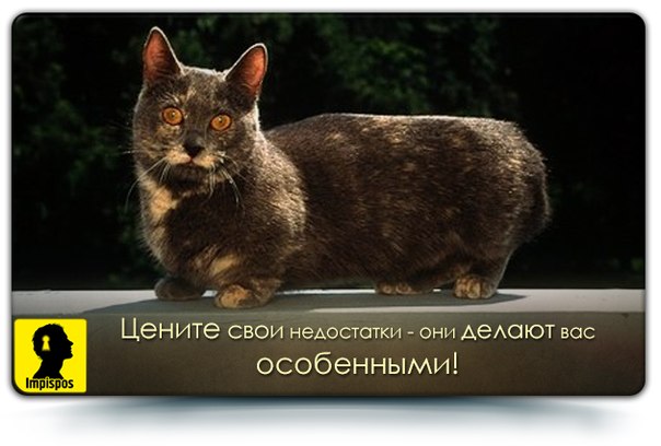 VFL.RU -  