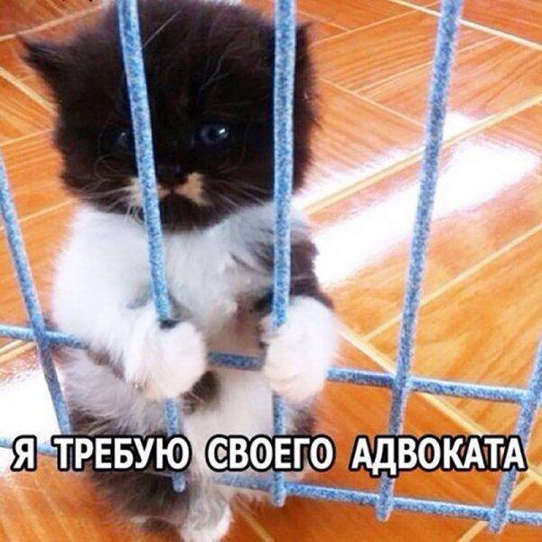 VFL.RU -  