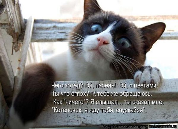 VFL.RU -  
