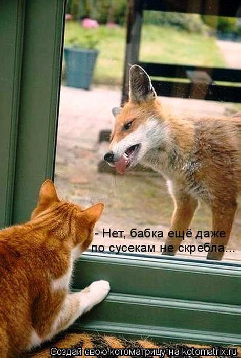 VFL.RU -  