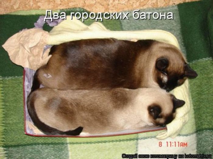 VFL.RU -  