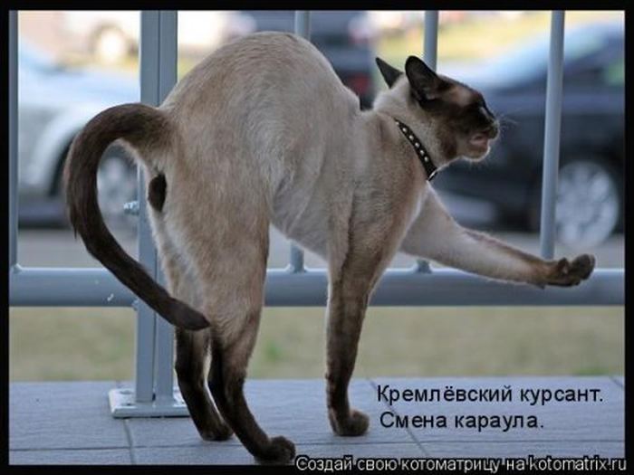 VFL.RU -  