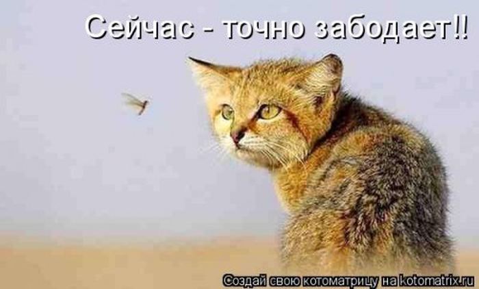 VFL.RU -  
