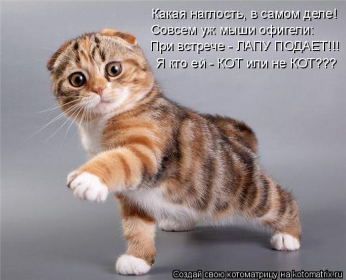 VFL.RU -  