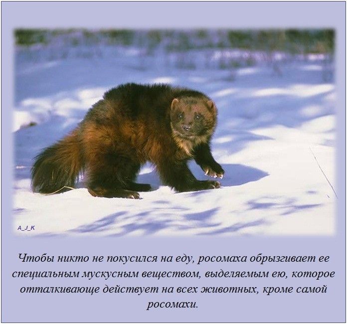 VFL.RU -  