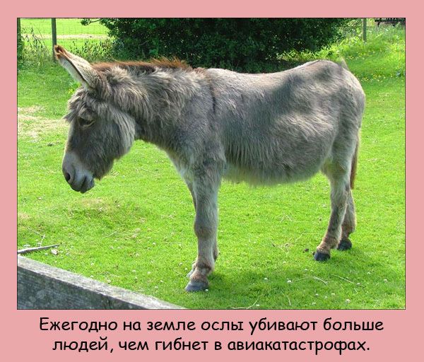 VFL.RU -  